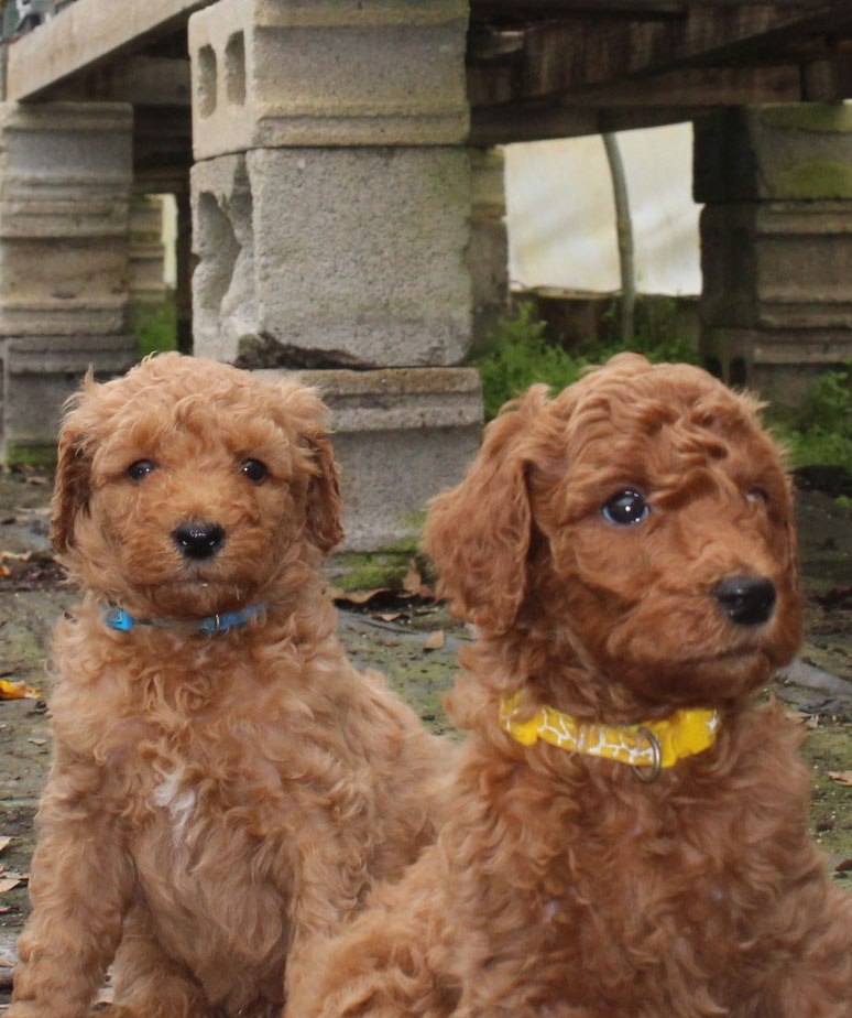 AKC Poodle Puppies in Virginia