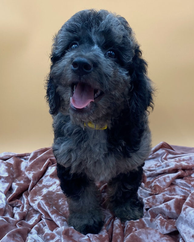 Available Goldendoodle And Aussiedoodle Puppies By Virginia Coast 