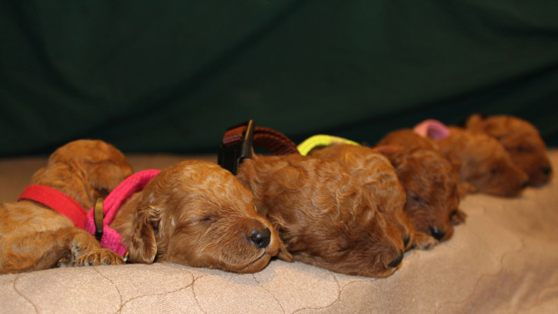 Directory Of Dog Breeders Goldendoodles Labradoodles And More