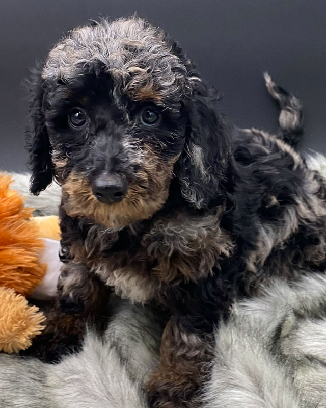 Available Standard Poodle, Aussiedoodle and Goldendoodle Puppies by ...