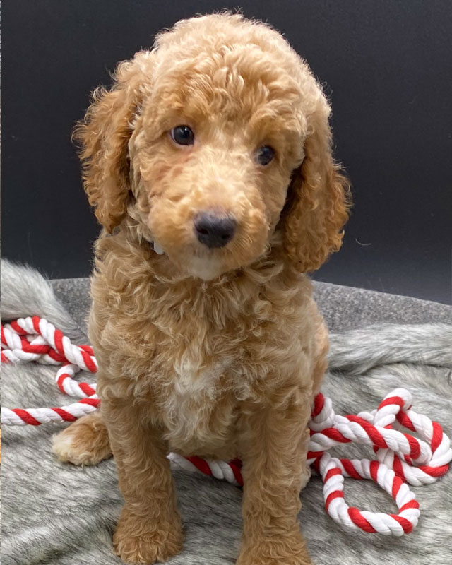 Available Standard Poodle, Aussiedoodle and Goldendoodle Puppies by ...